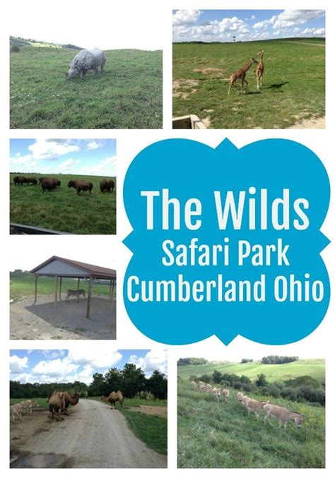 Things To Do In The Area After Your Visit To The Wilds – Artofit