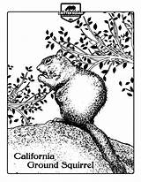 Squirrel Ground California Coloring Mammal Pages sketch template
