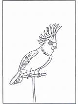 Papagei Loro Pappagallo Kleurplaten Papegaai Parrot Papuga Perroquet Nukleuren Papageien Fargelegg Pájaros Voegel Vogels Advertentie Loros Ptaki Oiseaux Fugler Uccelli sketch template