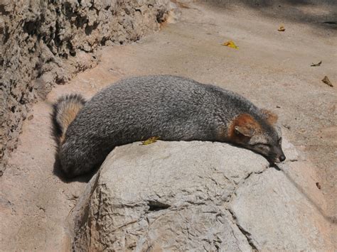 zoo gray fox