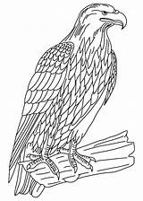 Coloring Falcon Peregrine Netart Falco Lombardi Dinosaur sketch template