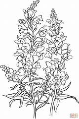 Snapdragon Coloring Drawing Flower Antirrhinum Majus Common Pages Flowers Printable Sketch Supercoloring Delphinium Snap Dragon Drawings Dragons Snapdragons Color Category sketch template