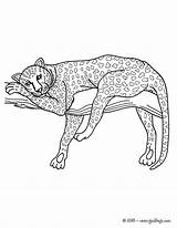 Leopardo Panther Panthere Salvajes Hellokids Leopardos Halaman Tigre Harimau Léopard Ausmalen Guepardo Imagui Tes Colorie Superbe Haiwan Felinos Tout Kertas sketch template