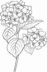 Hydrangea Flower Coloring Vector Pages Drawing Line Blooming Drawings Vectorstock Flowers Blumen Para Illustration Hydra Wood Printable Sketches Dibujos Baked sketch template