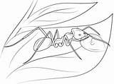Ant Coloring Pages Leaf Meat Drawing Eater Printable Ants Sleeping Realistic Wood Colouring Kids Iridomyrmex Categories sketch template