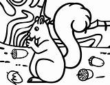 Squirrel Coloring Pages Acorn sketch template