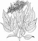 Elderberry Coloring Drawing Pages Printable Supercoloring Choose Board sketch template