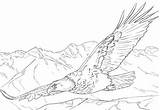 Soaring Bald Aquile Adler Skizze Aquila Malvorlagen Zeearend Stampare Ausdrucken Vogel Supercoloring Kleurplaten Stijgt Malen Nest Calva Printen Malvorlage Volo sketch template