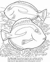 Reef Barrier Coloring Great Fish Coral Pages Book Dover Publications Print Drawing Ocean Color Animal Printable Colouring Kids Samples Weekly sketch template