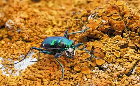 This Alien World Is Actually Just A Tiger Beetle Atop A