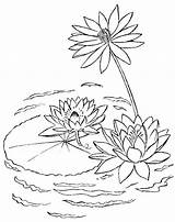Water Lily Drawing Line Coloring Lilies sketch template