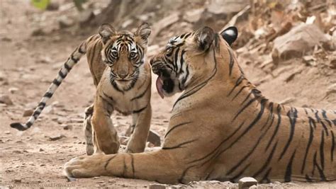 tiger family focusing  wildlife