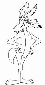 Coyote Looney Tunes Wile Coiote Lola Animati Roadrunner Dragoart Cartoni Tudodesenhos Artistici Fumetto Pagine Schizzi sketch template