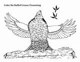Grouse Drumming Coloring Ruffed Sponsors Wonderful Support Please sketch template