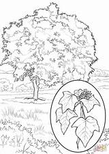 Tree Coloring Candlenut Pages Drawing Sycamore Printable Drawings Getdrawings Paintingvalley sketch template