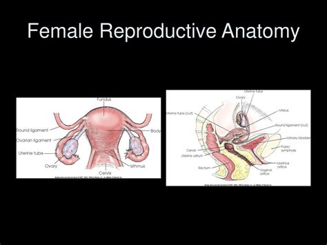 Ppt Female And Male Reproductive System And Hsg And Prostate Imaging