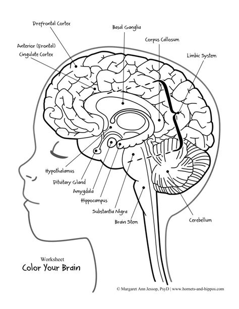 brain anatomy coloring worksheet