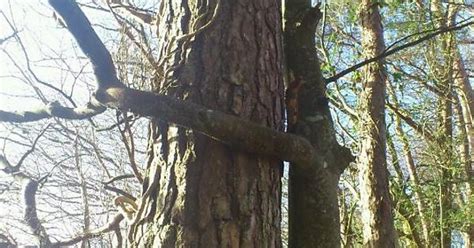 Tree Huggers Imgur