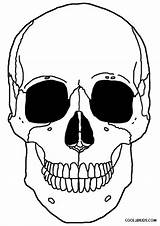 Skeleton Coloring Pages Head Kids Printable Drawing Cool2bkids Anatomy Dog Print Color Getdrawings sketch template