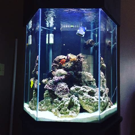 gallon hexagon aquarium  sale reefreef saltwater  reef