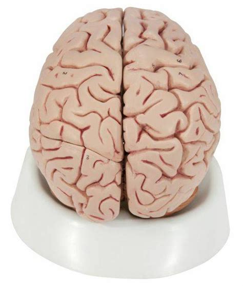 anatomy model human brain   parts
