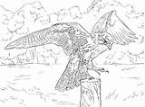 Falcon Prairie Ausmalbilder Falke Falco Prateria Peregrine Pellegrino Falcons Supercoloring Stampare Hawk Erwachsene sketch template