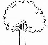 Tree Outline Trees Evergreen Coloring Pages Choose Board sketch template