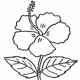 Hibiscus Coloring Pages Printable Kids Flower Drawing sketch template