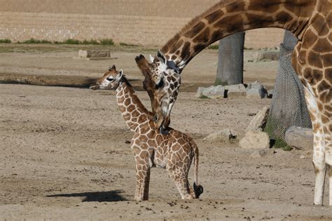 meet   baby animals   san diego zoo  safari park chula