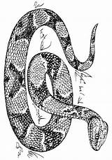 Serpente Coloriage Copperhead Animaux Colorare Adulte Mandalas Malvorlage Ausmalbilder Colorier Disegno Printablecolouringpages sketch template
