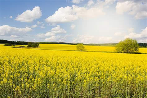 growing rapeseed planting guide care problems  harvest