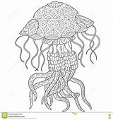 Jellyfish Coloring Pages Adults Adult Zentangle Dreamstime sketch template