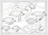 Turtle Coloring Sea Pages Turtles Baby Color Print Kids Animals Popular sketch template