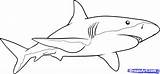 Shark Drawing Draw Great Outline Drawings Sharks Cartoon Step Line Animals Sea Clipart Basic Coloring Fish Pages Tooth Mouth Realistic sketch template