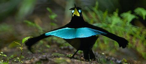 New Species Of Superb Bird Of Paradise Has Special Dance Moves South