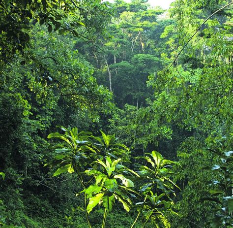 oeko projekt user der suchmaschine ecosia helfen dem regenwald welt