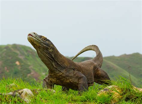 pulau rinca labuan bajo pulau habitat komodo  dilindungi