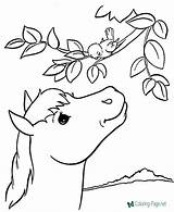 Horse Coloring Printable Pages Below sketch template