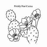 Cactus Coloring Pages Prickly Pear Toddlers Top Articles sketch template