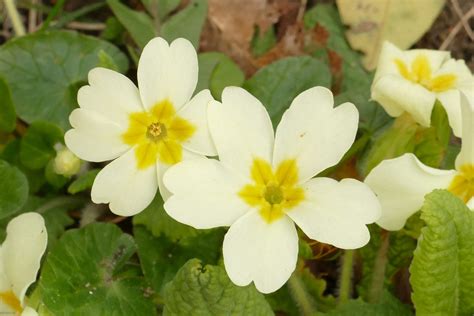 solving  mystery  primrose flowers roots  shoots medium