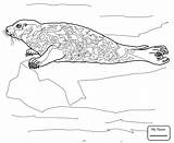 Seal Harp Elephant Getdrawings Drawing Coloring sketch template