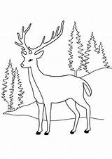 Reh Malvorlage Cerf Hiver Biche Reindeer Malvorlagen Foret Renos Ausmalen Ausmalbilder Vorlagen Rentier Noel Tulamama Neu Rehe Maternelle Kinderbilder Coloori sketch template