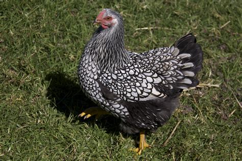 A Chicken Keeper S Blog Chickens Top 5 Best Egg Laying