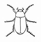 Bug Coloring Pages Bugs Lightning Beetle Drawing Insect Printable Coloring4free Colouring Search Insects Tree Printables Kids Getdrawings Super sketch template