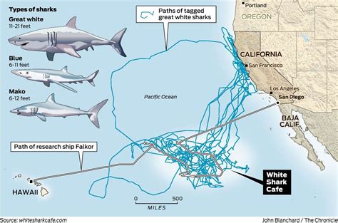 Mysterious Great White Shark Lair Discovered In Pacific Ocean
