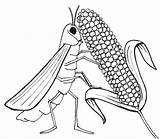 Colorir Locust Plague Gafanhotos Grilo Grilos Comendo sketch template