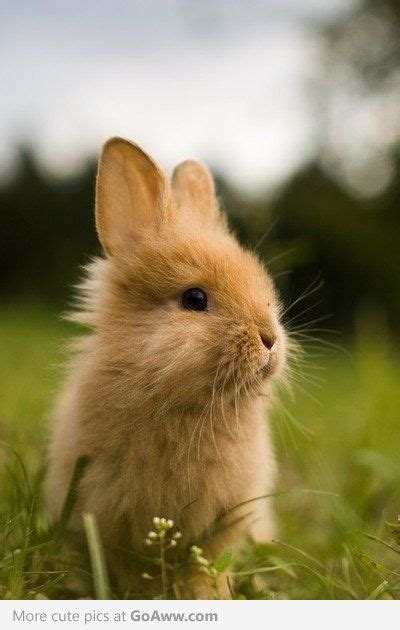 fluffy bunny fauna pinterest