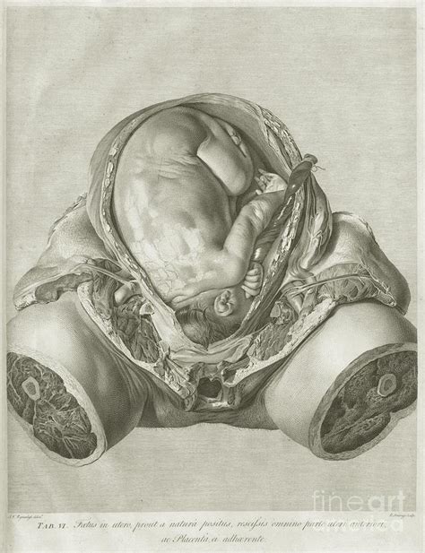 William Hunter On The Anatomy Of Human Pregnancy Photograph By Us