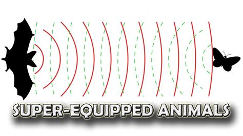 high tech detectors  animals youtube