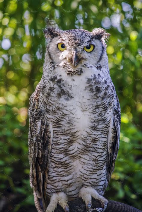 great horned owl high quality animal stock  creative market